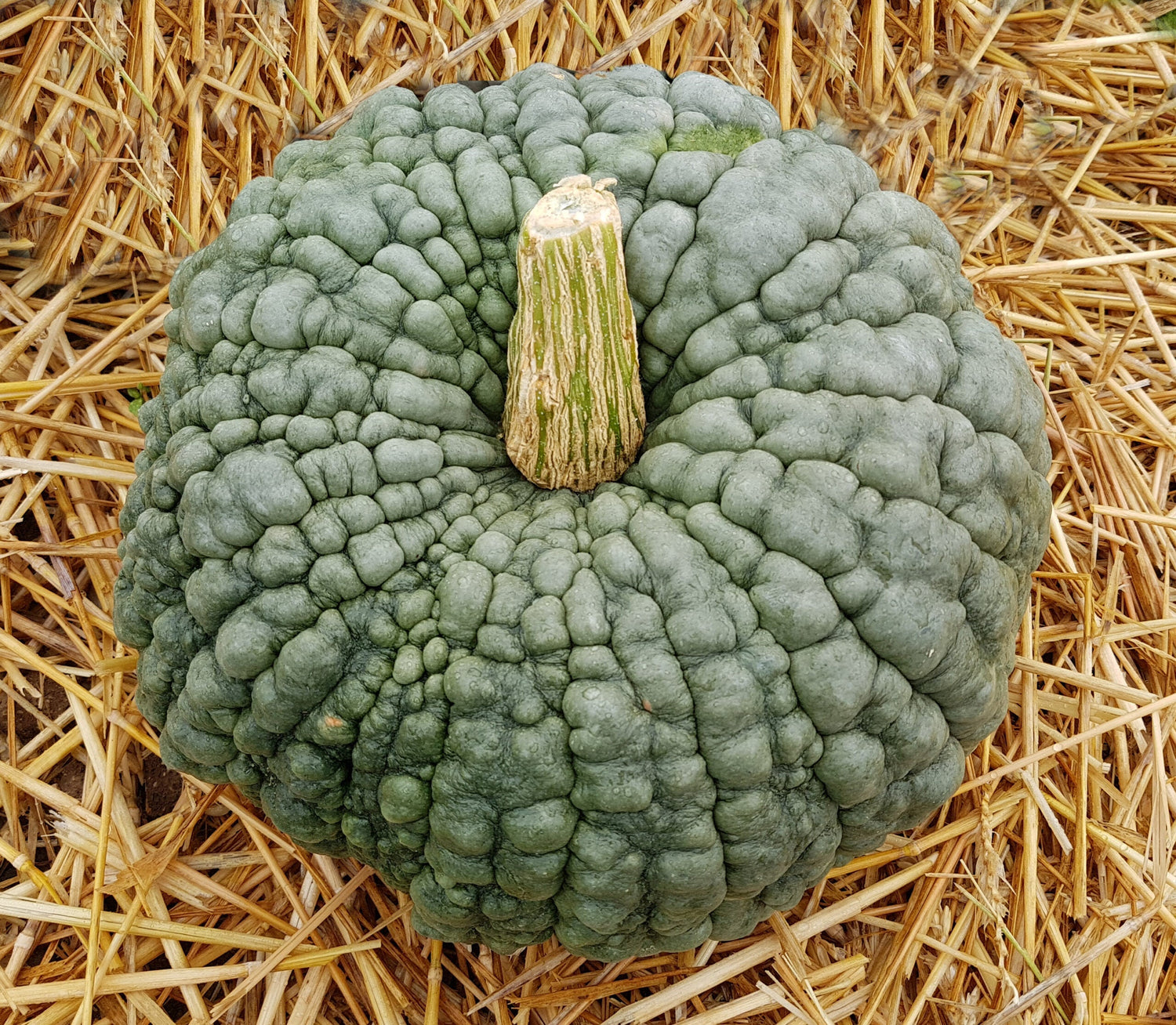 Cucurbit Seeds