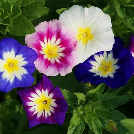 Climbing & Wildflowers Seeds