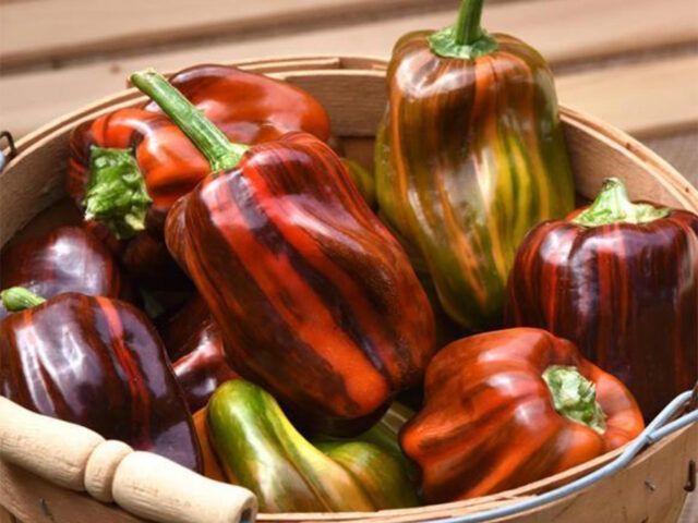 New Arrivals - Vegetables & Herbs Seeds