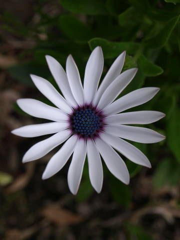 New Arrivals - Flowers & Plants Seeds