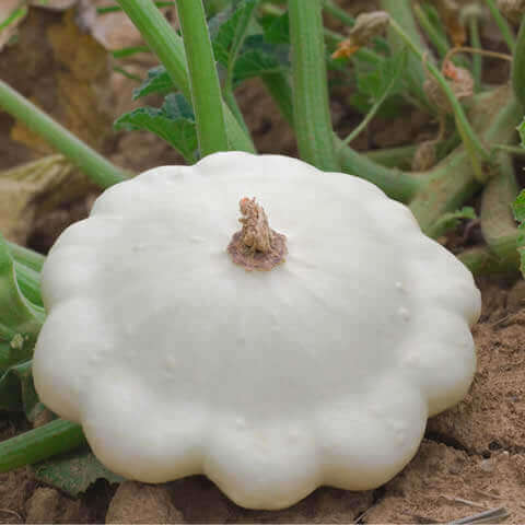 New Arrivals - Vegetables & Herbs Seeds