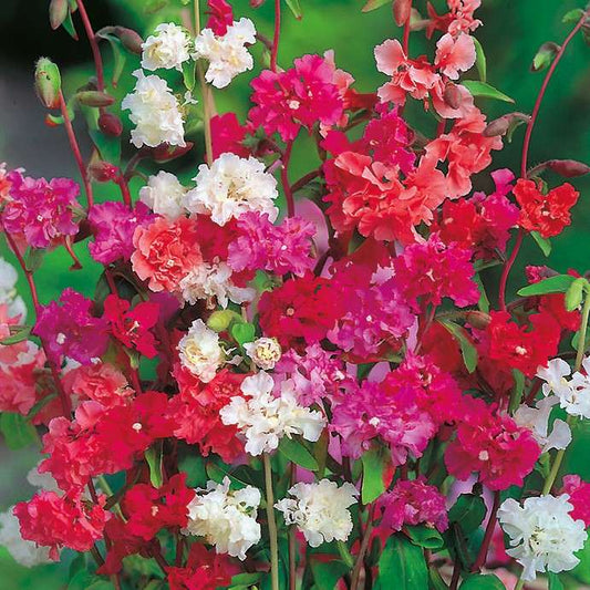 Clarkia Garland Flower Double Mix