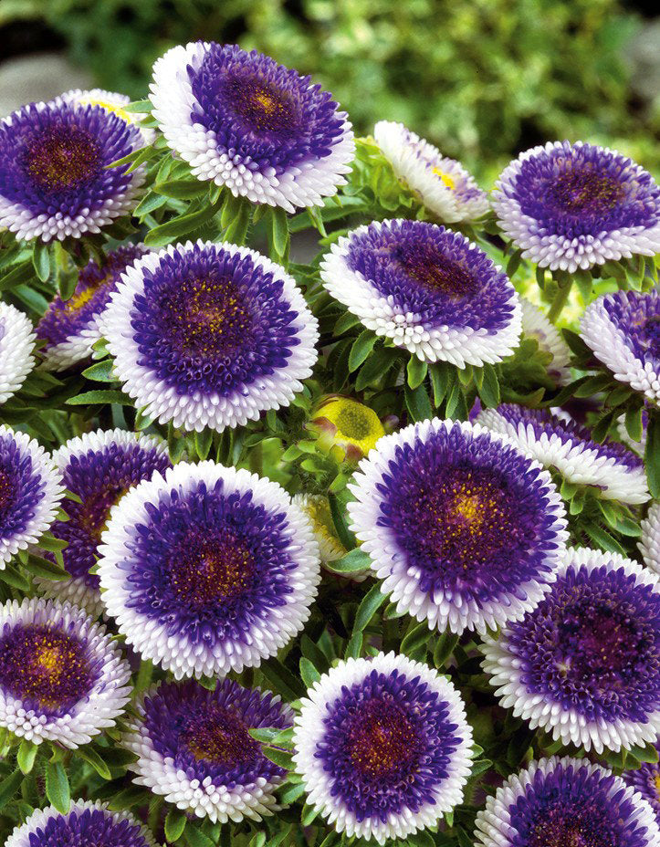 China Aster Blue Moon