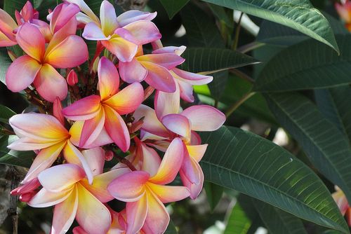Plumeria Rubra Rainbow Starburst