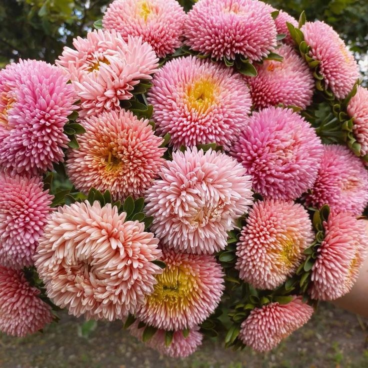Pompon Red Marble Crimson Aster