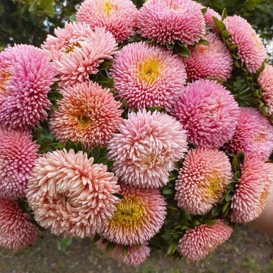 Pompon Red Marble Crimson Aster