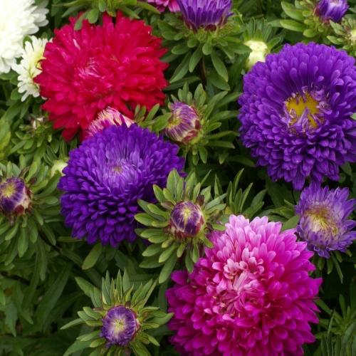 Aster - Color Carpet Mix