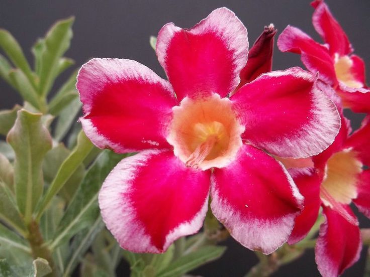 Adenium - Santa Cruz