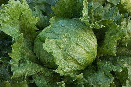 Iceberg lettuce 'Great Lakes'