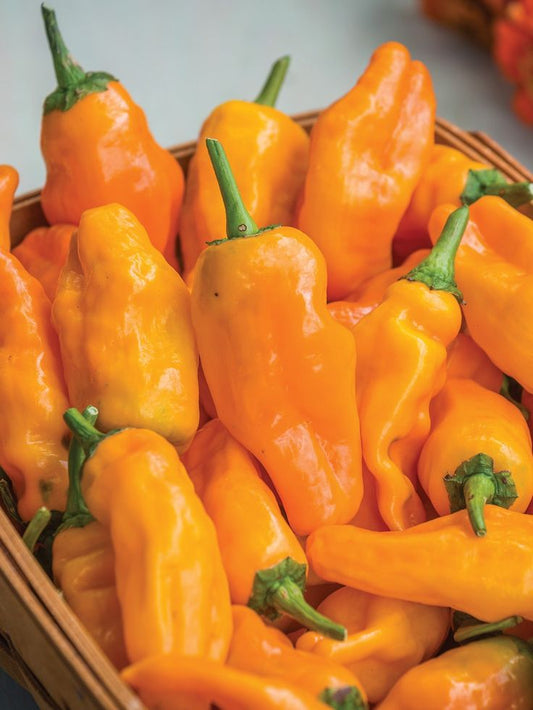 Orange Pepperoncini Pepper