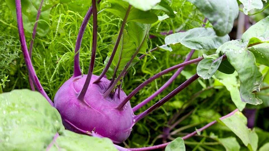 Kohlrabi Violeta