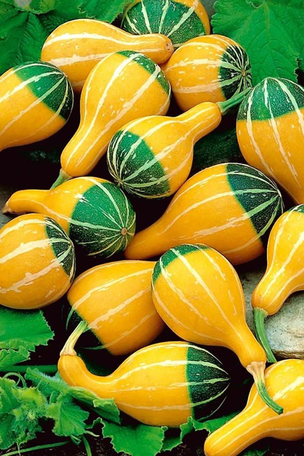 Ornamental Gourd 'Small Spoon'