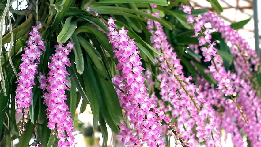 Aerides multiflora orchid