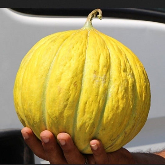 Casaba Melon