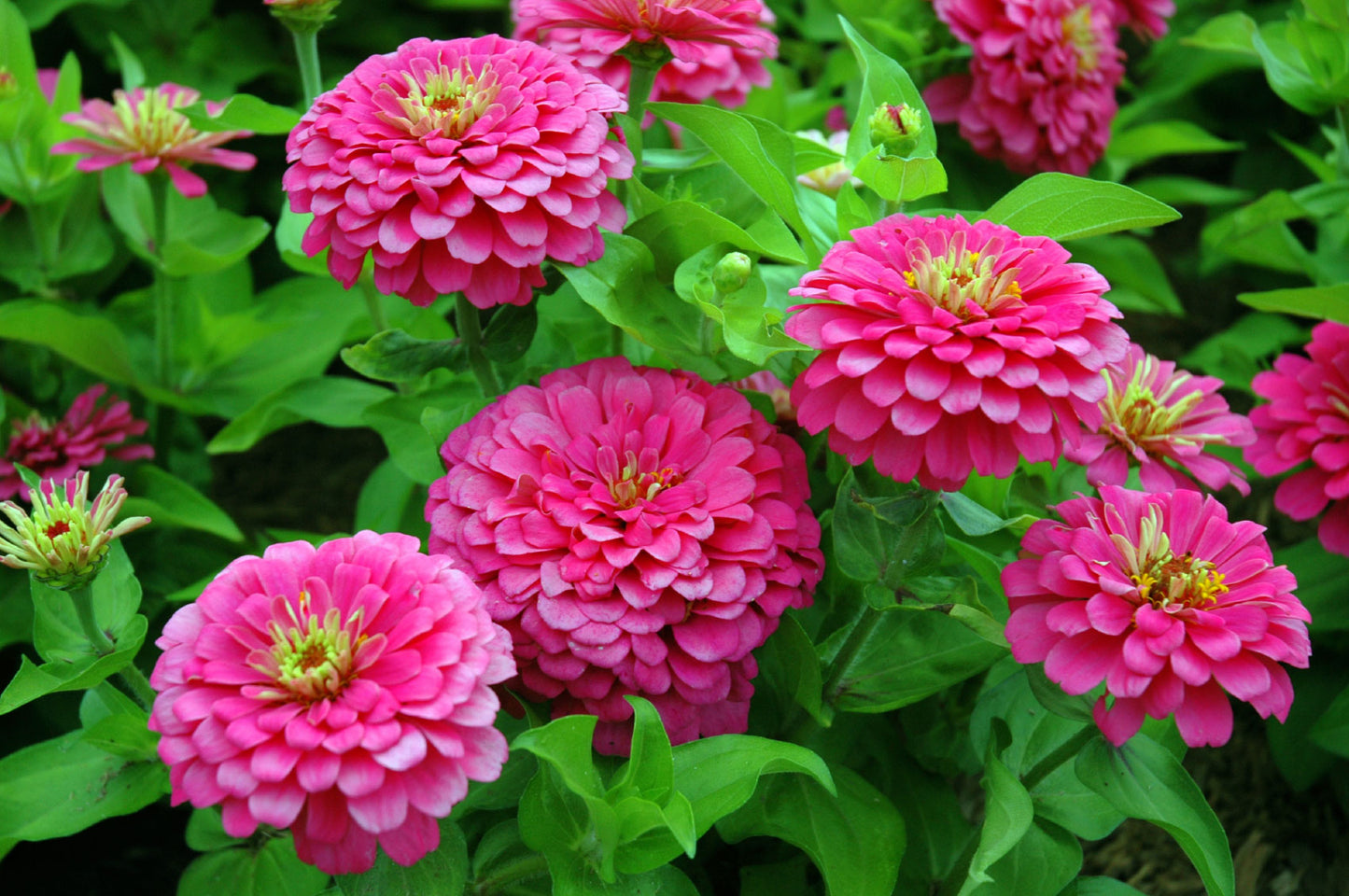 Mixed Zinnia Elegans (Youth-and-Old-Age)