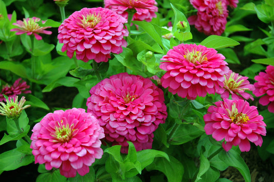 Mixed Zinnia Elegans (Youth-and-Old-Age)