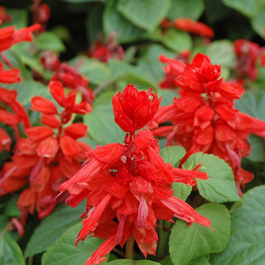 Salvia Splendens Red