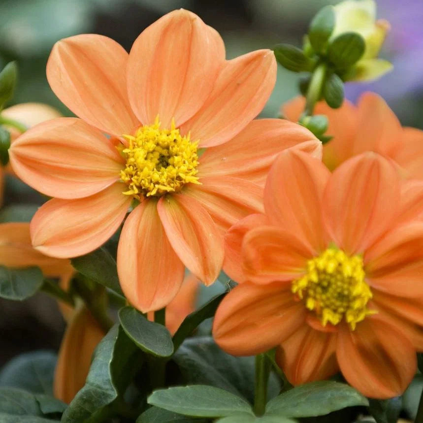 Dahlia Sunny Reggae