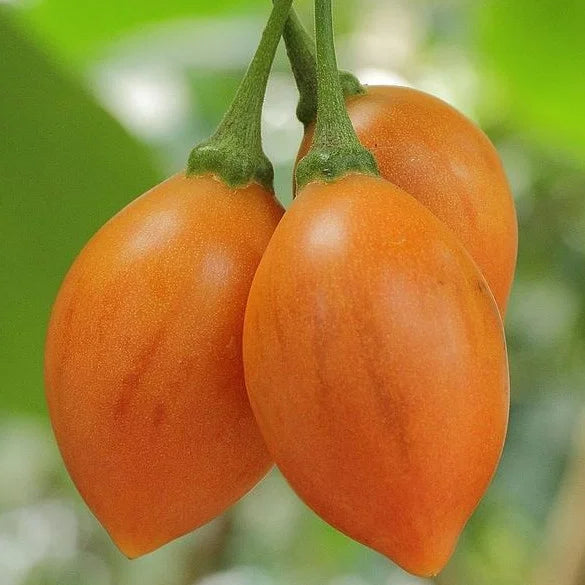 Tamarillo Yellow