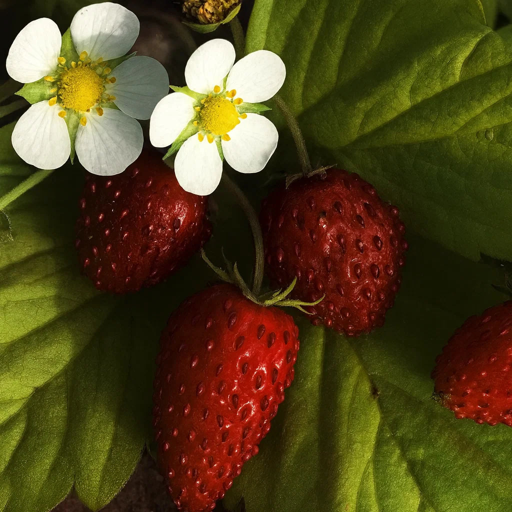 Strawberry 'Golden Alexandria'