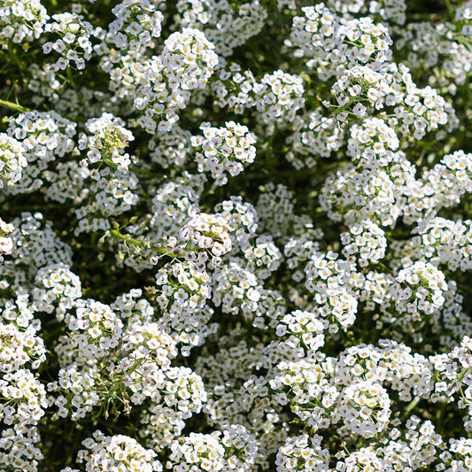 Alyssum 'New carpet of snow'