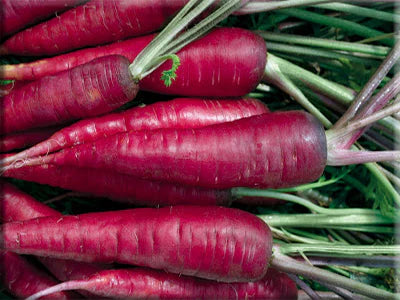 Purple Dragon Carrot
