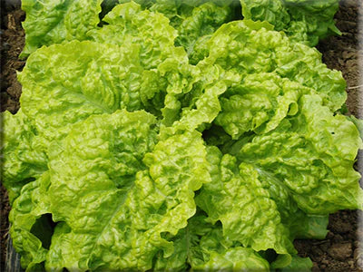 Australian Yellow Lettuce