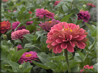 California Giants Zinnia (Zinnia elegans)