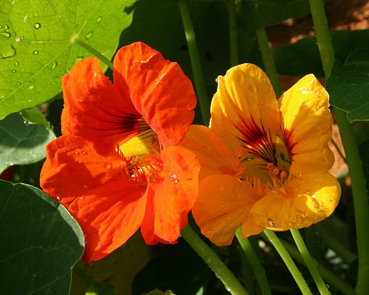 Tropaeolum Mix