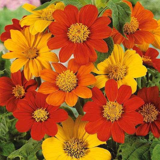 Mexican Sunflower Mix