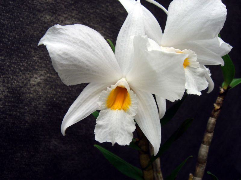 Dendrobium infundibulum orchid