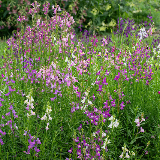Linaria 'Fairy Bouquet’