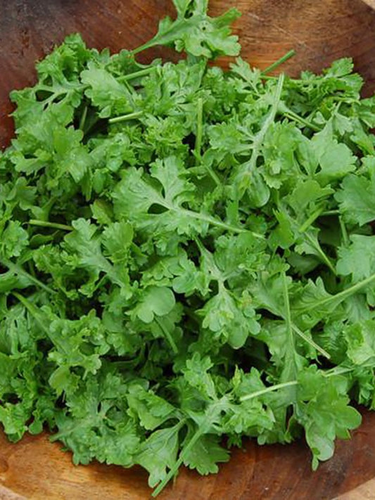 Curly-leaved Cress