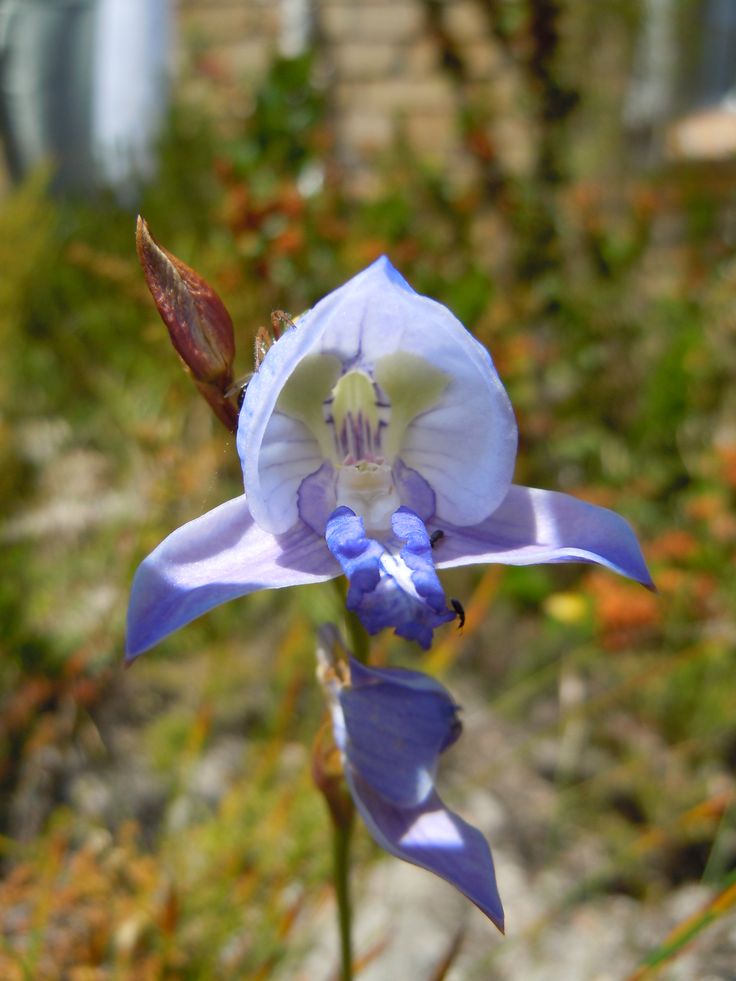 Disa Graminifolia
