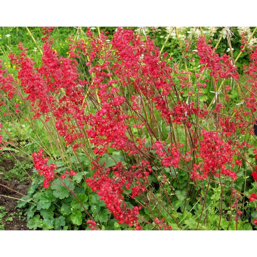 Red Coral Bells