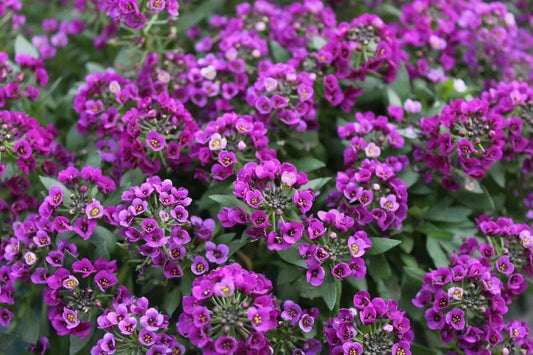 Alyssum 'Oriental nights'