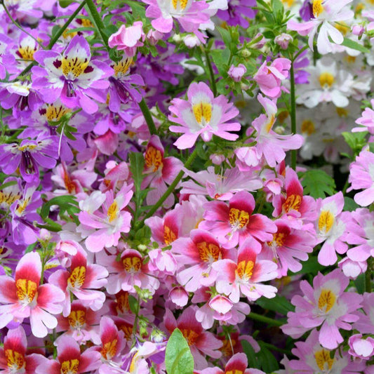 Angel Wings 'Dr Badger's' hybrids mix