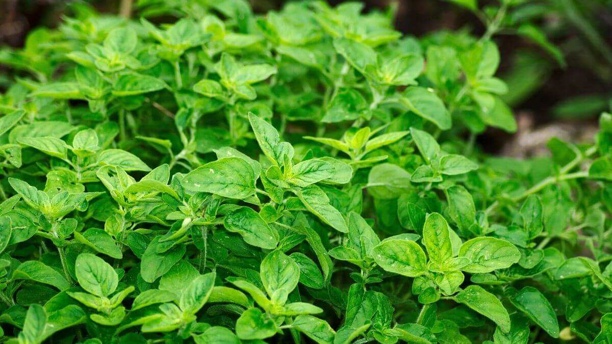 Greek oregano