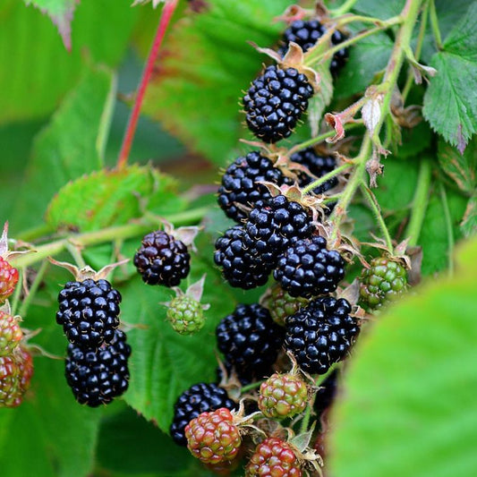 Sweet Barbed Blackberry