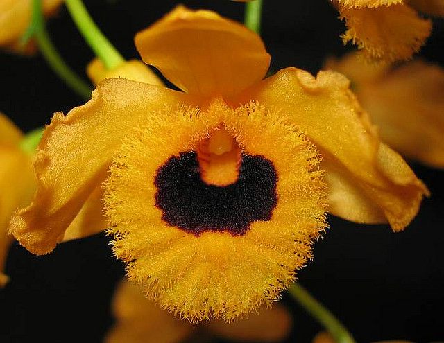 Dendrobium fimbriatum Fringed-lipped orchid