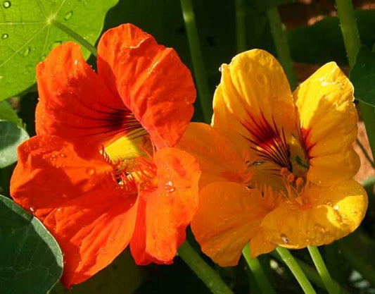 Kapuzinerkresse-Mischung 'Out of Africa' - Tropaeolum Majus