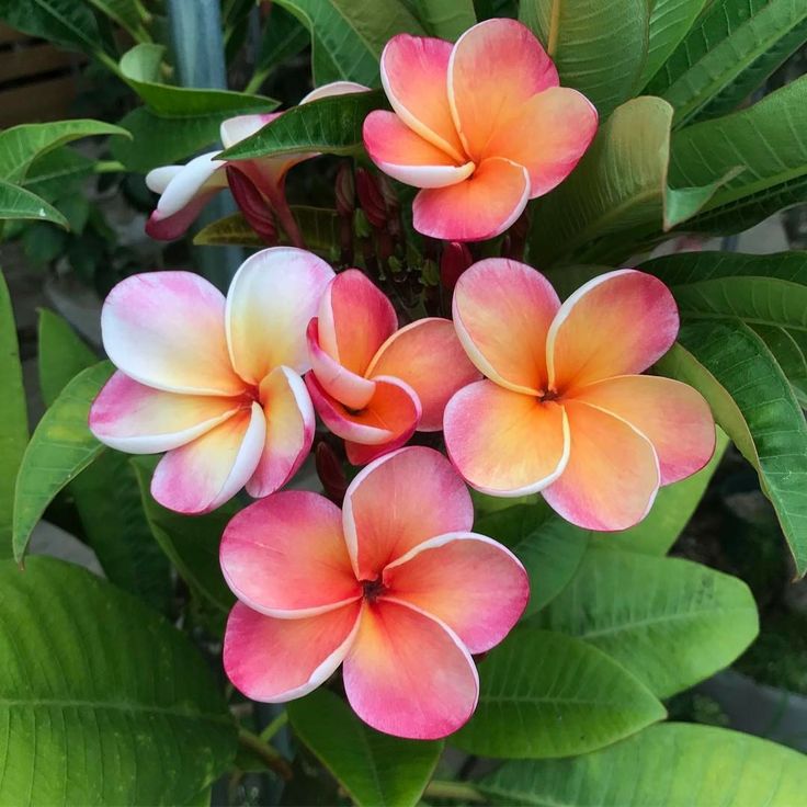 Plumeria rubra "Phet Chompoo"