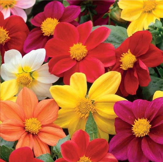 Dahlia variabilis Mignon mix