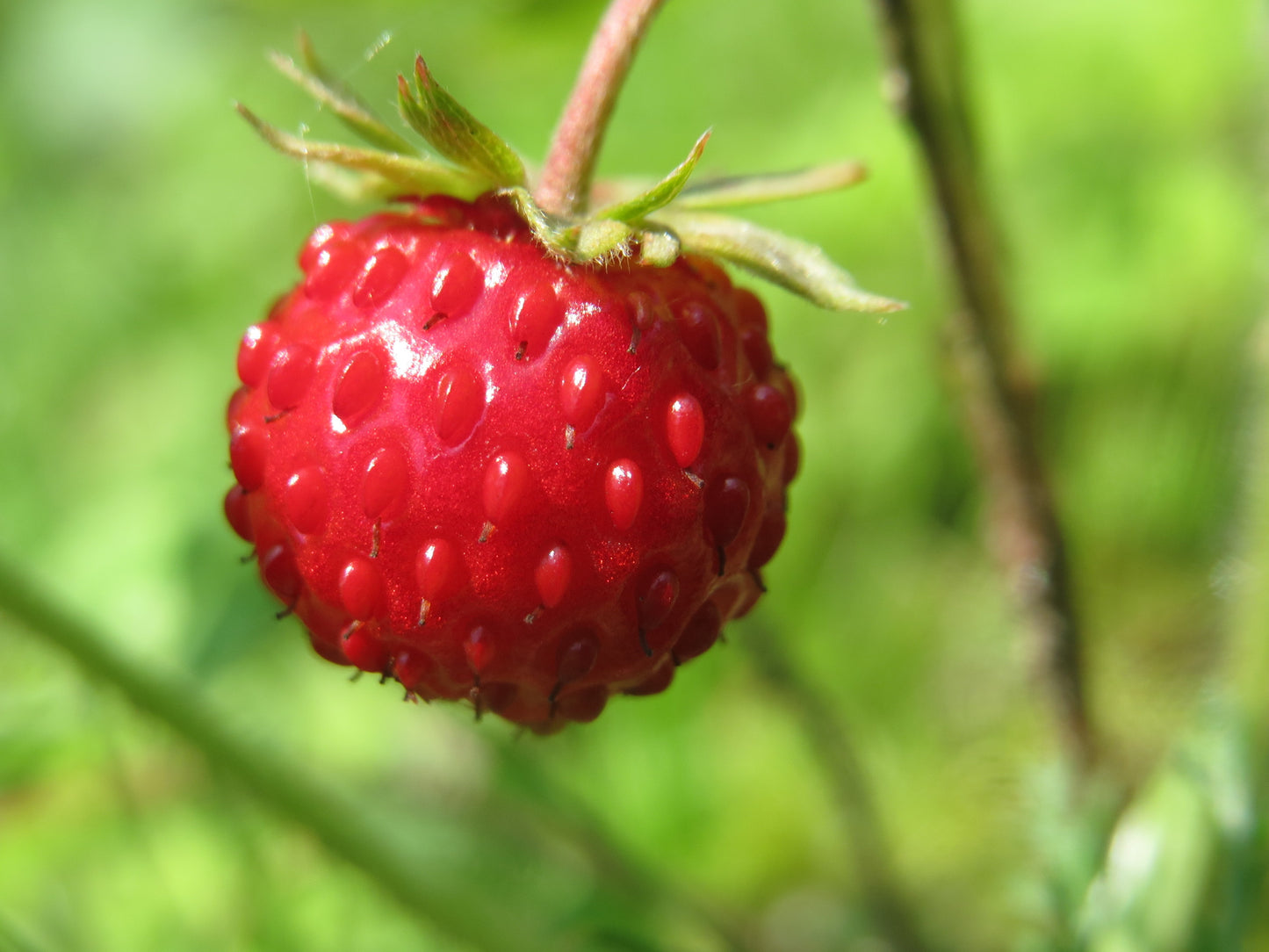 Strawberry Vesca - Wild