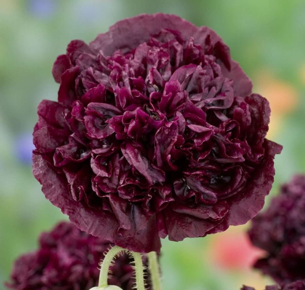 Poppy double - Violet blush