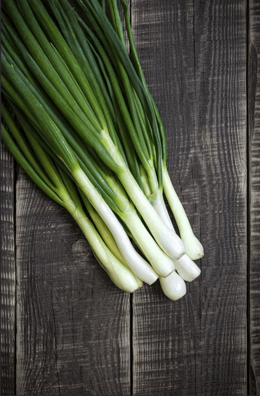 Welsh Onion 'Bajkal'