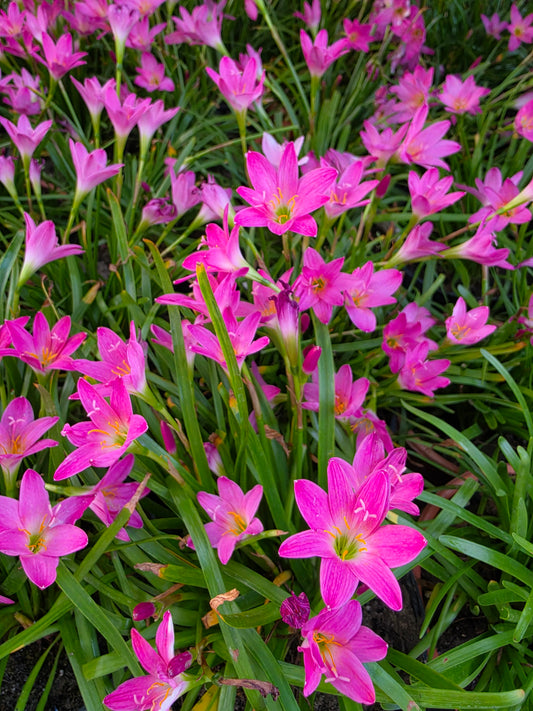 Rain Lily - Pink