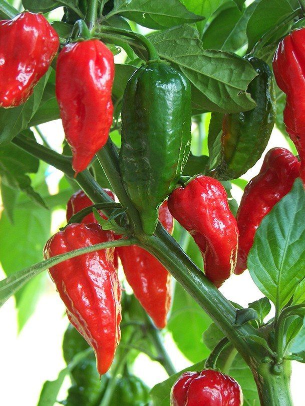 Red Very Bitter Feat Jolokia Pepper