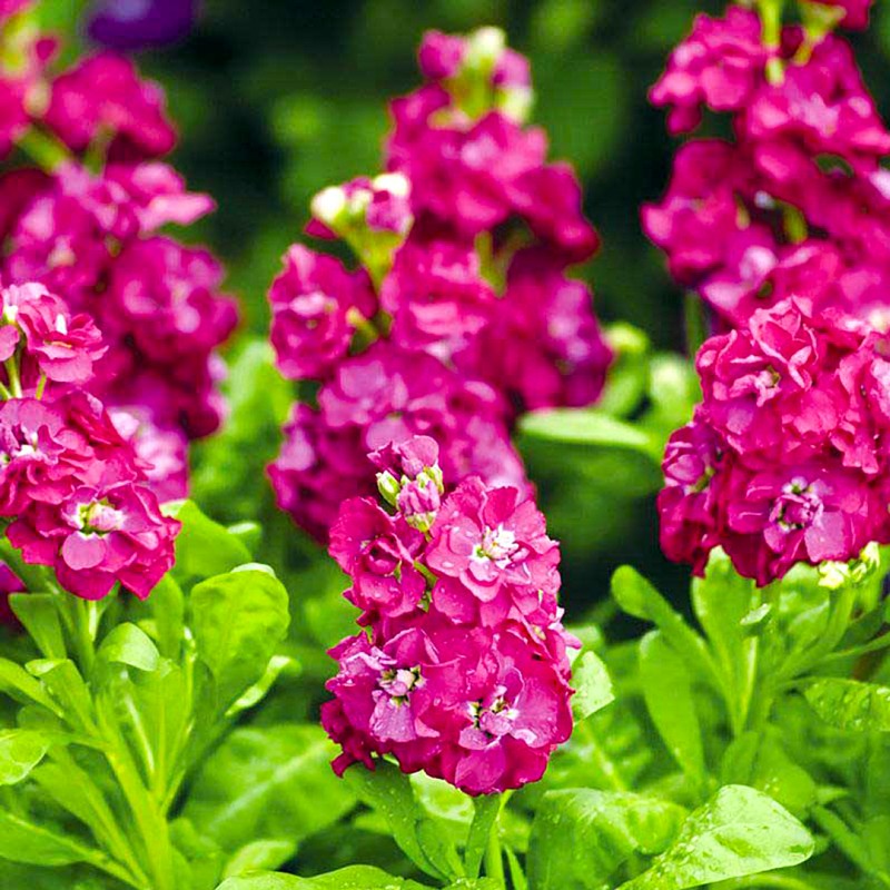 Dwarf Scarlet - Matthiola Incana