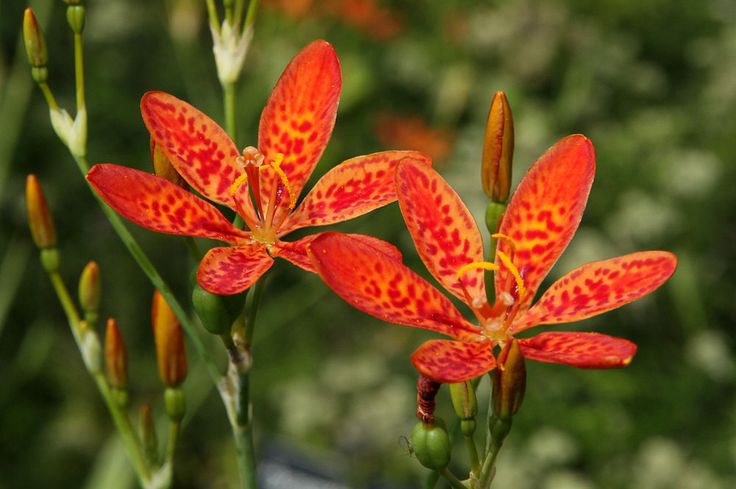 Blackberry lilly